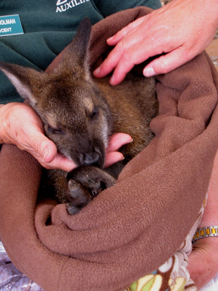 Baby Wallaby