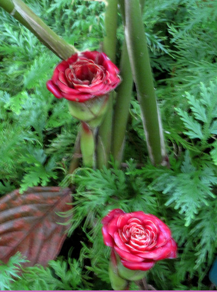 Rose of Siam