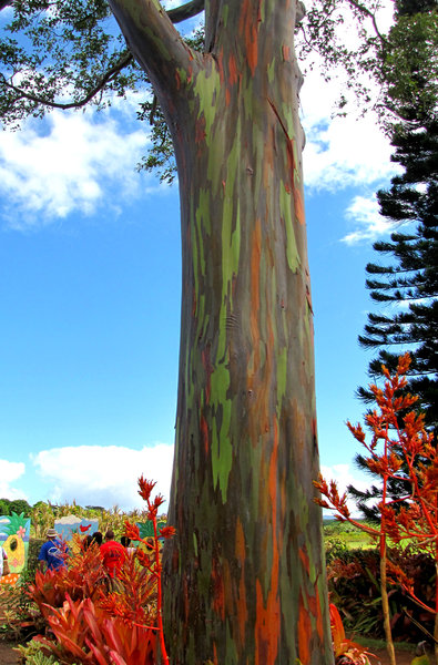 Painted Rainbow Tree