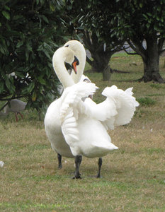Swans Mating Dance