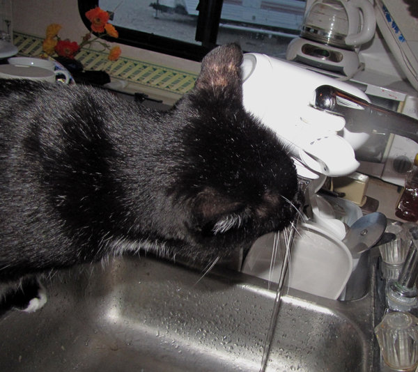 Bootsie at the Faucet