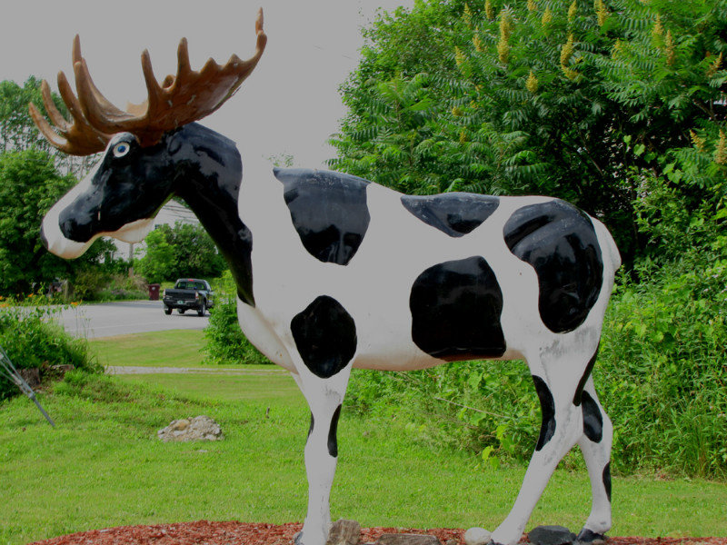 Holstein Moose