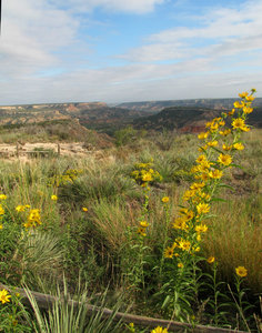 Wildflowers at the Canyon