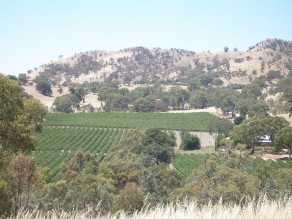 Tree Hills Winery