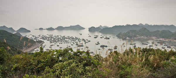 Cat Ba Harbour panorama