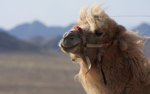 One of the camels we would encounter on our trip