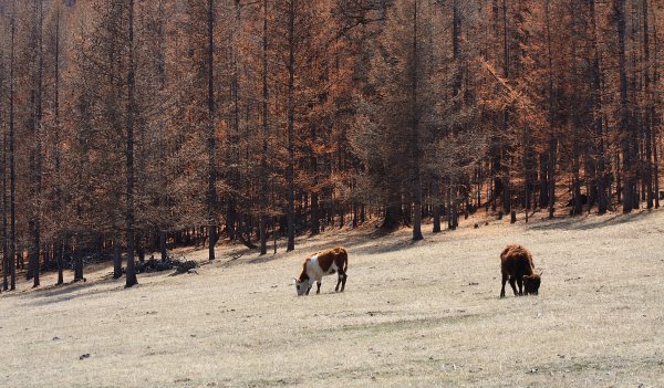 Cattle grazing on the edge of the forest