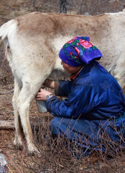 Tsartan lady milking the reindeer