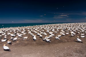 Gannet colony and Cape Kidnappers