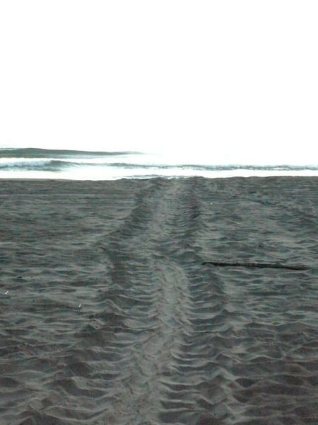 Fresh turtle tracks