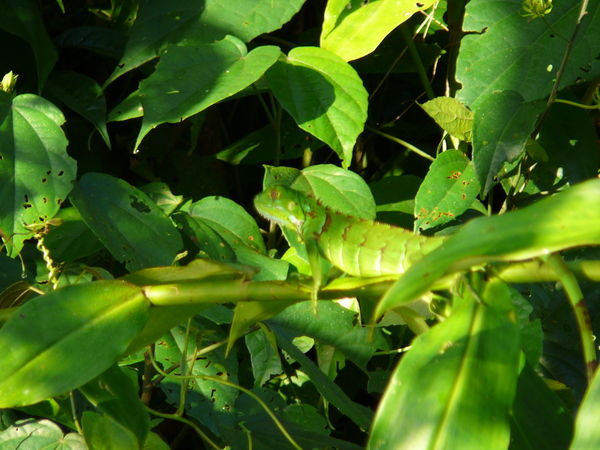 Can you see the Iguana?