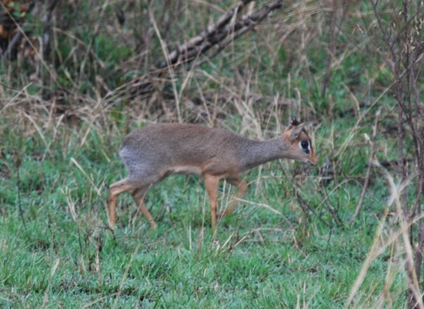 Dik dik