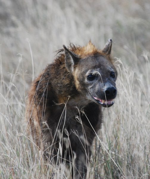 Goofy faced hyena