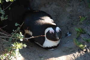 Penguin Colony