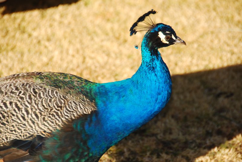 Pet peacock