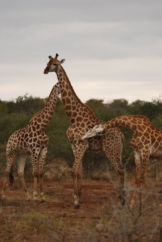 Giraffe threesome...