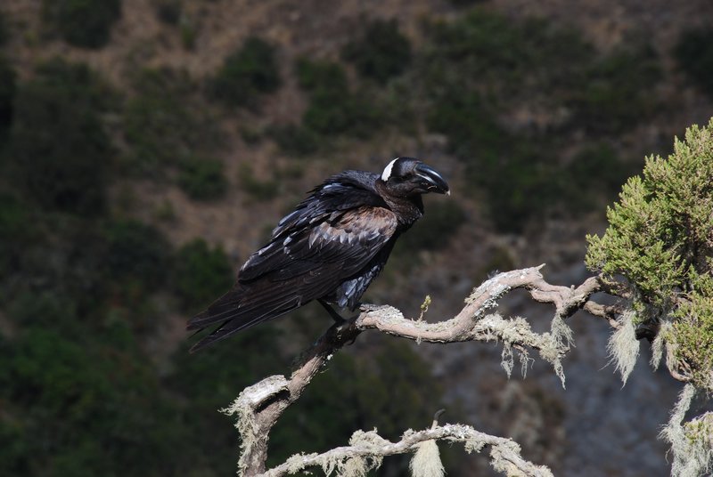 Thick Billed Raven