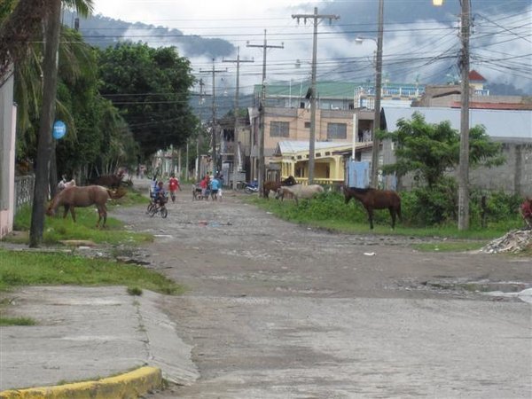 Horse Sale in La Ceiba
