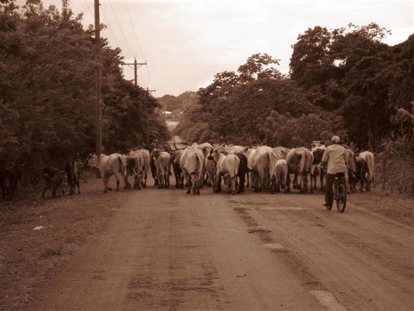 How they herd cattle on Utila