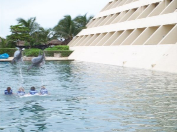 Dolphin Pool at Dreams Cancun