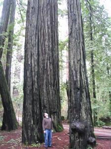 The Boy in the Redwoods
