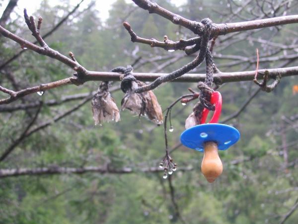 The "Pacifier Tree"