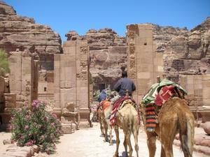 Camels walking around Petra