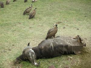 Dead Buffalo