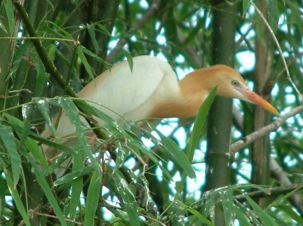 Un Heron dans les bambous