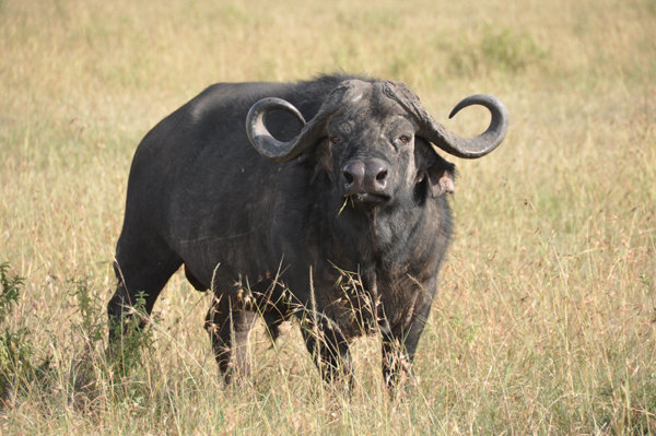 Buffalo - Masai Mara