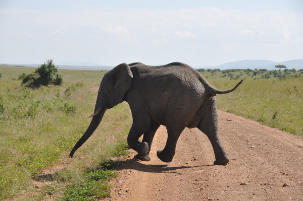 Elephant Running - Masai Mara
