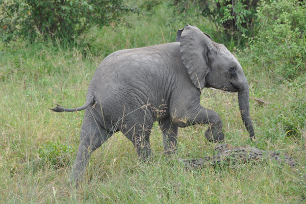 Elephant Calf - Masai Mara