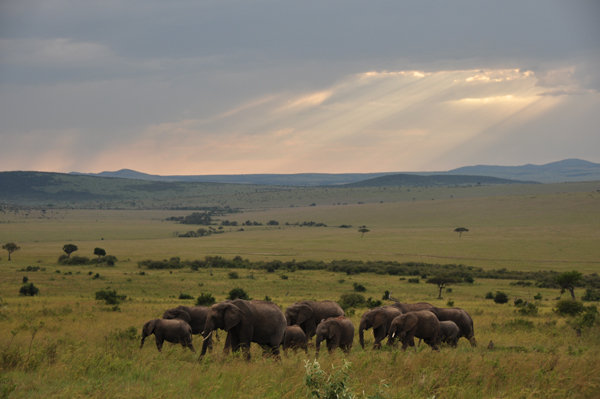 Herd of Elephants - Masai Mara