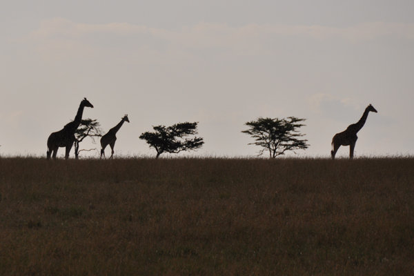 Silhouetted Giraffes - Masai Mara