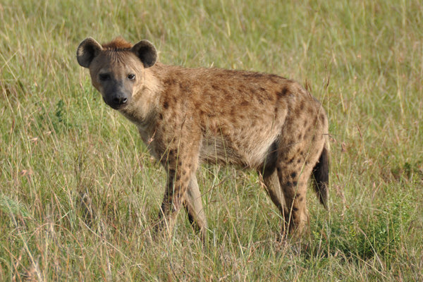 Hyena - Masai Mara