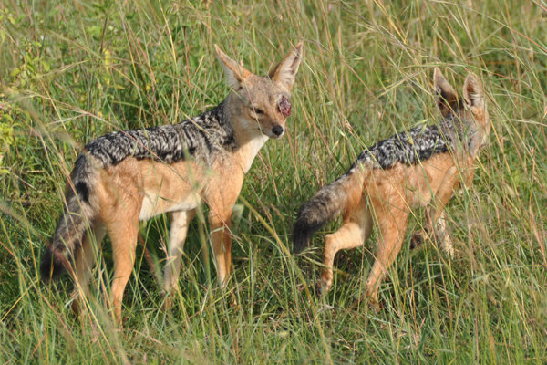 Jackals - Masai Mara