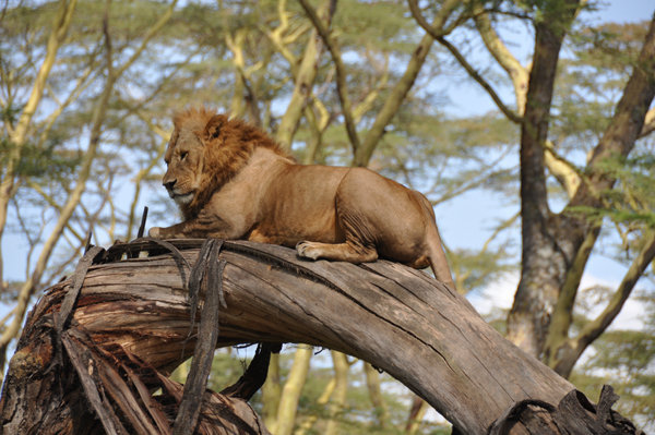 Tree Climbing Lion - Lake Nakuru