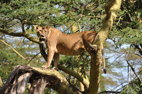 Tree Climbing Lioness - Lake Nakuru