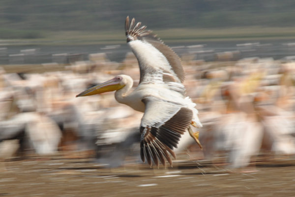 Pelican - Lake Nakuru