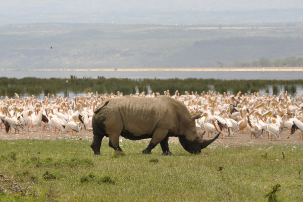 White Rhino - Lake Nakuru