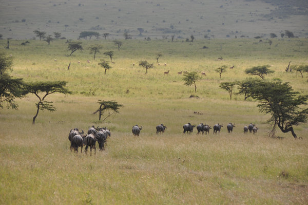 Herd of Wildebeest - Masai Mara