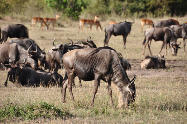 Wildebeest - Masai Mara