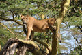 Tree Climbing Lioness - Lake Nakuru