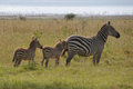 Zebra with Foals - Lake Nakuru