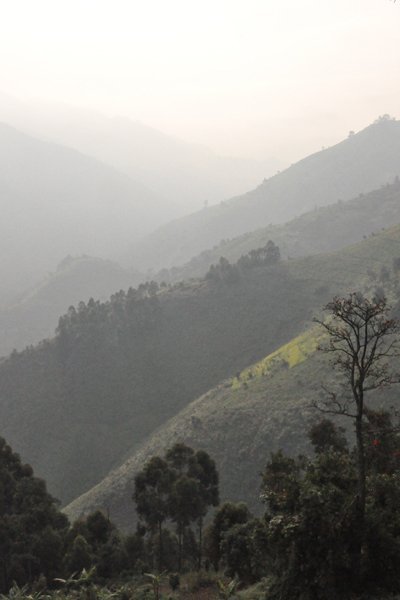 Morning Mist - Bwindi Impenetrable Forest
