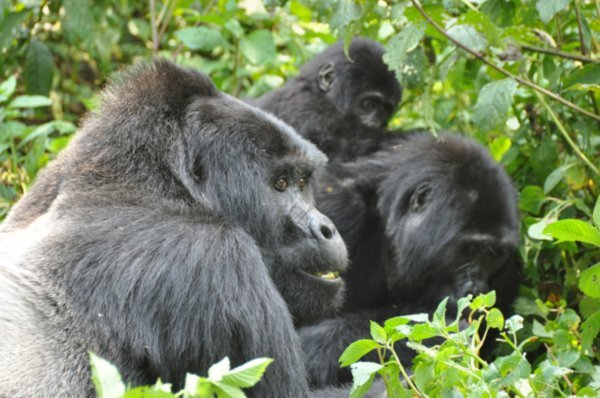 Silverback Mother and Baby