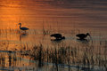 Wading Birds at Sunset - Ssese Islands
