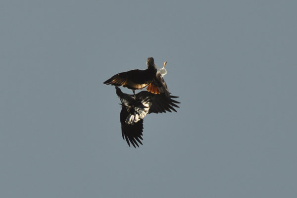 Aerial Combat   Eagle vs Raven!   Photo