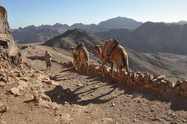 Camels - Mount Sinai 