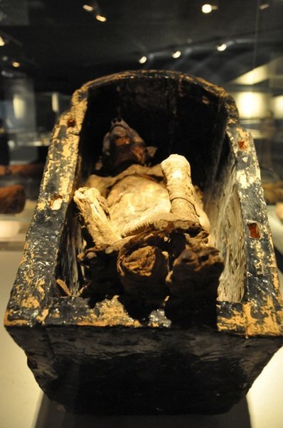 Mummified Baboon - Luxor
